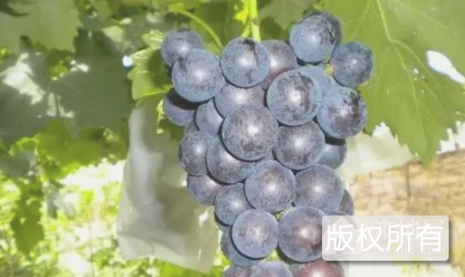 丁庄葡萄