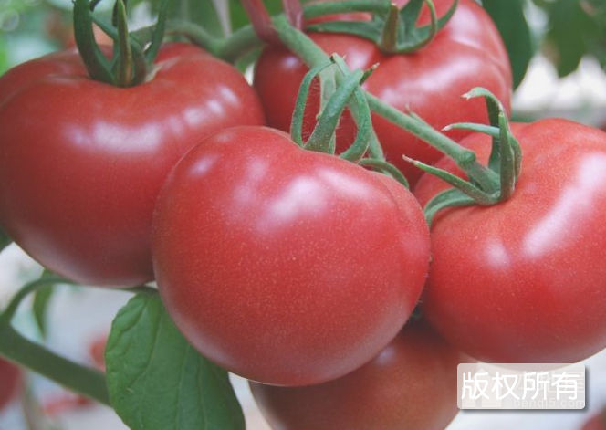 绿音符西红柿