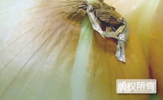荸荠扁洋葱