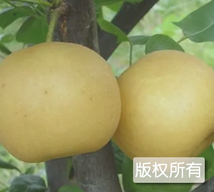 三门翠冠梨