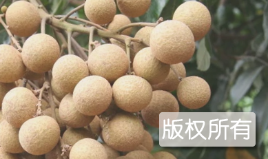 涪陵龙眼