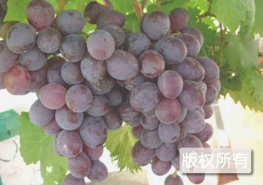 茶淀玫瑰香葡萄