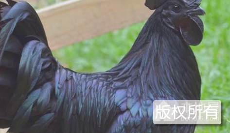 乌鸡