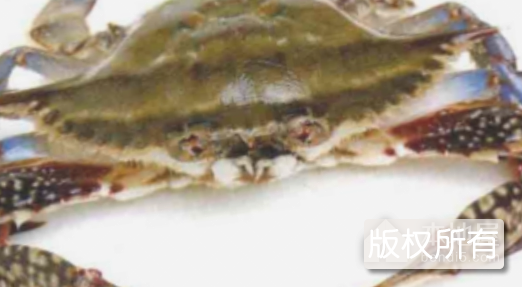 石甲红海蟹