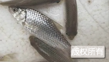 倒刺鲃