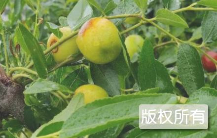 黄营灵枣