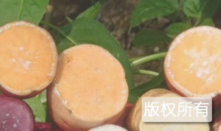 阳西溪头五彩薯