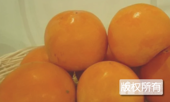 北乡柿子