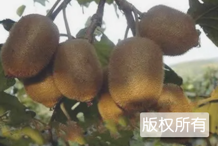 洛阳猕猴桃