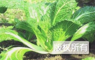 吴江香青菜