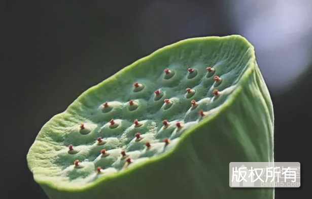 贾汪莲子