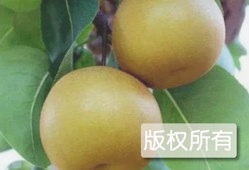 花寨子乡冬果梨