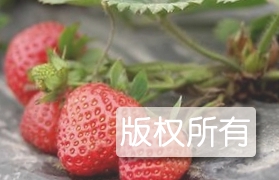 农灯草莓