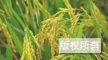 查哈阳大米