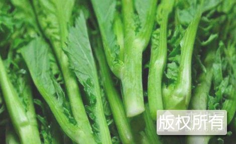阳西芥菜