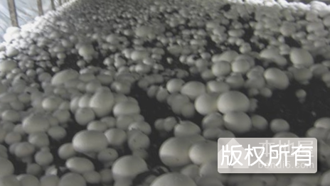永定食用菌
