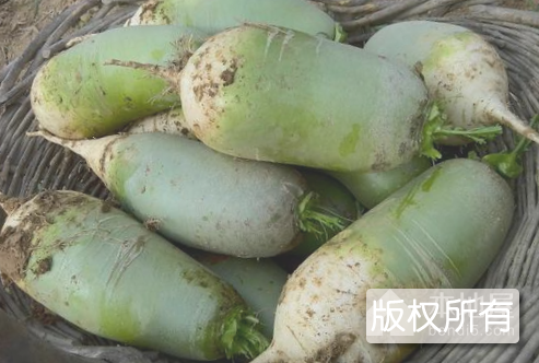 邵园萝卜