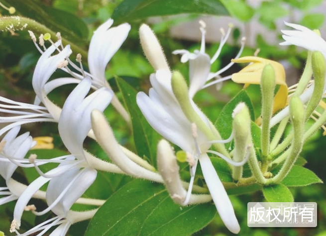 辰溪金银花