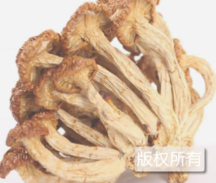 岫岩滑子蘑