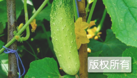 狼山秋黄瓜