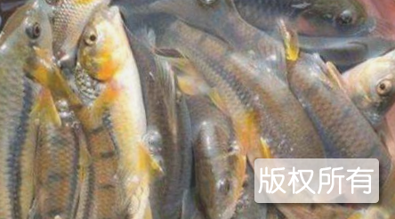 电白石斑鱼