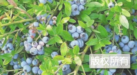 溧水白马蓝莓