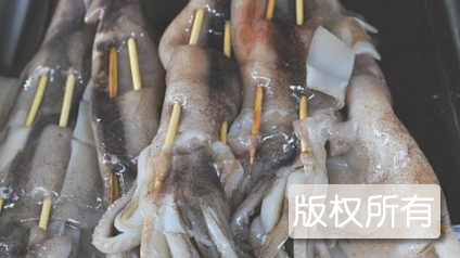 北海巴掌鱿鱼