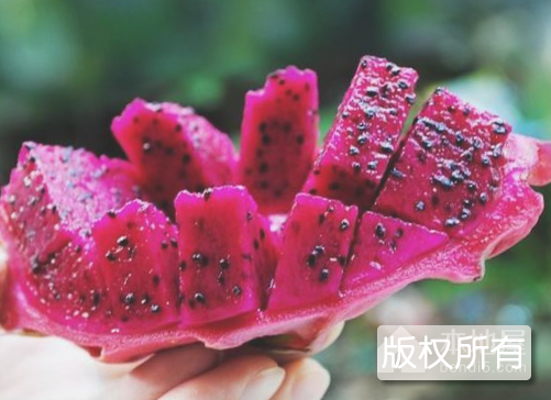 三亚火龙果