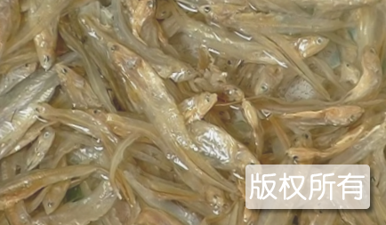 毛刀鱼