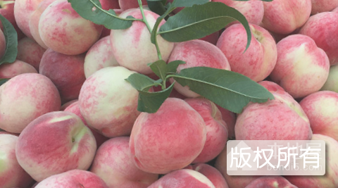 放城秋红蜜桃