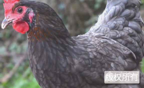 镇龙山瓦灰鸡