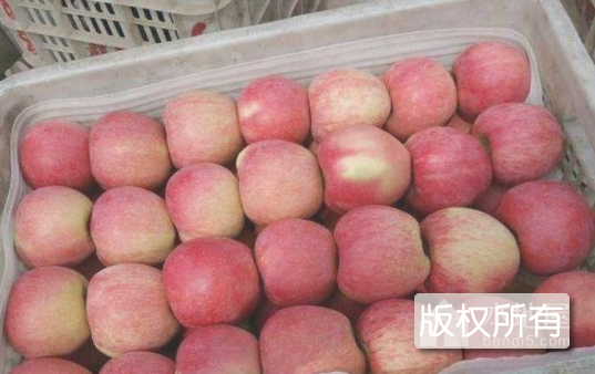 祁县红星苹果