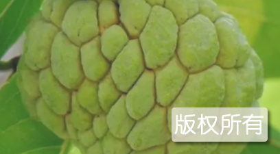 番荔枝