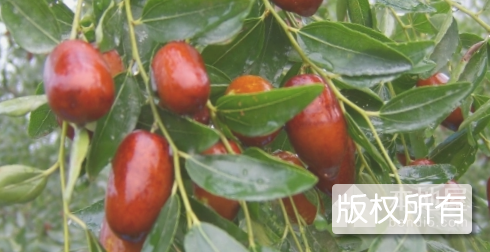 葛石大枣