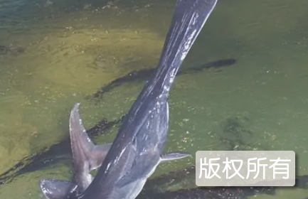 鸭嘴鱼