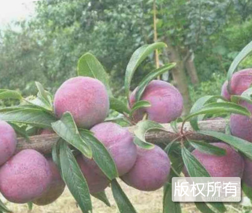 哈达碑李子