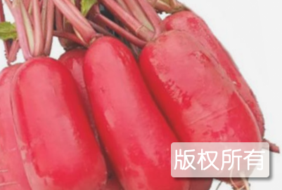 南乡萝卜