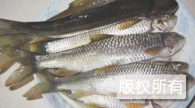 五强溪鱼
