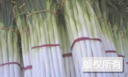 黄岭大葱