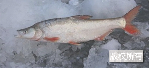 镜泊湖红尾鱼