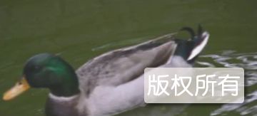 南宝鸭