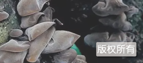 根河黑木耳