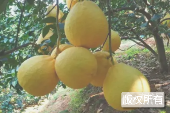 护国沙田柚
