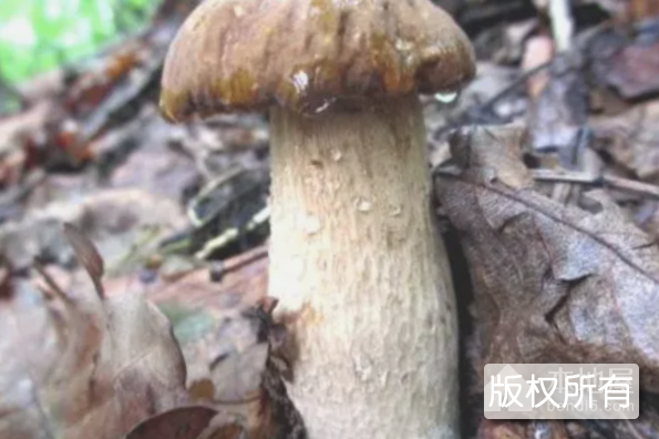 山蘑菇