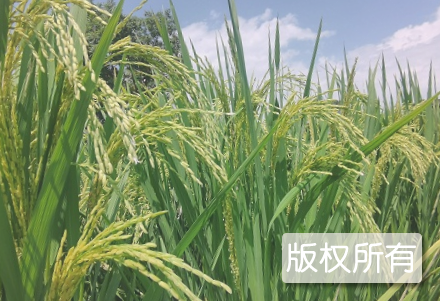 二源乡绿色大米