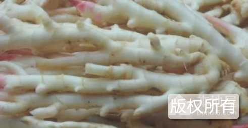 紫竹姜