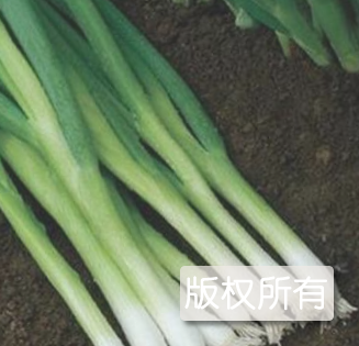 伊通景台大葱