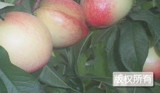碧霞蟠桃