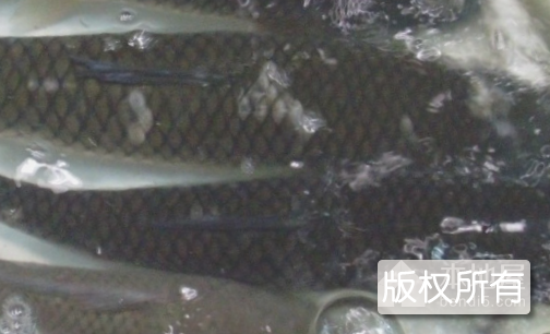 大湖鱼
