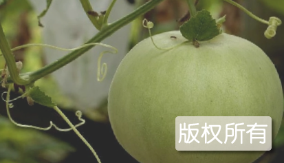 八里营甜瓜